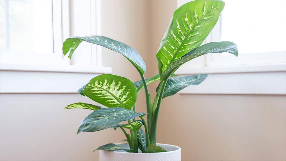 دیفن باخیای زیبا