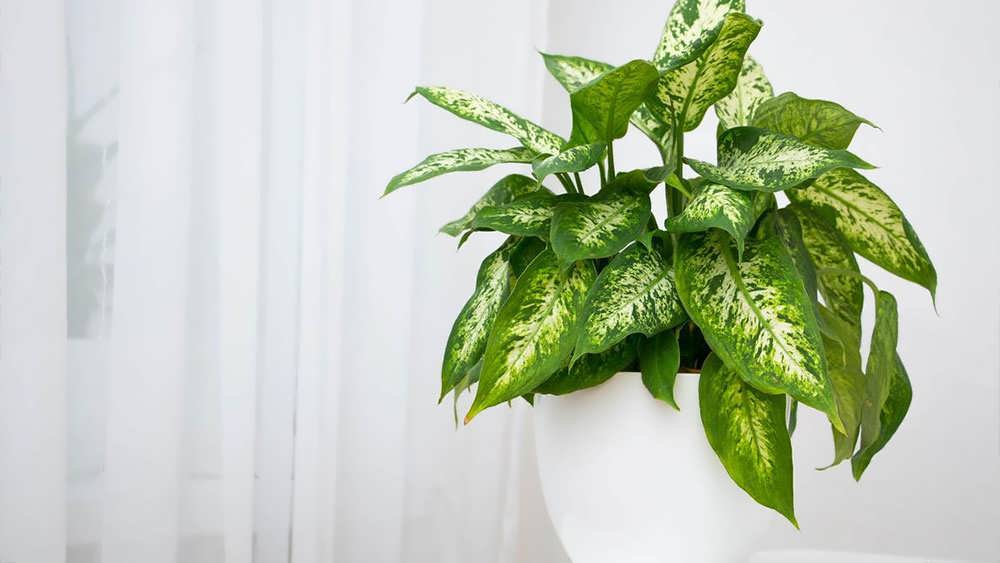 دیفن باخیا در خانه