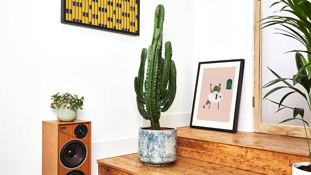 افوربیای زیبا