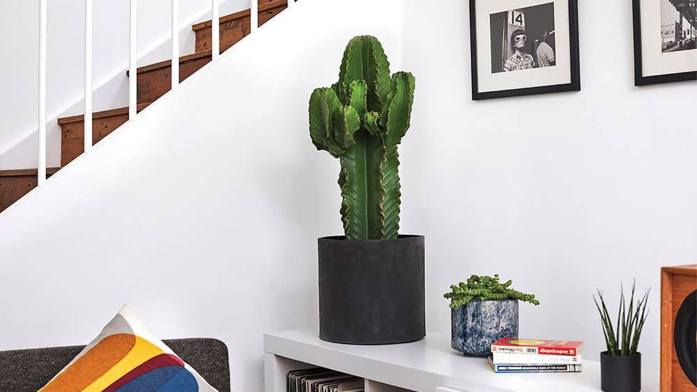 گلدان افوربیا