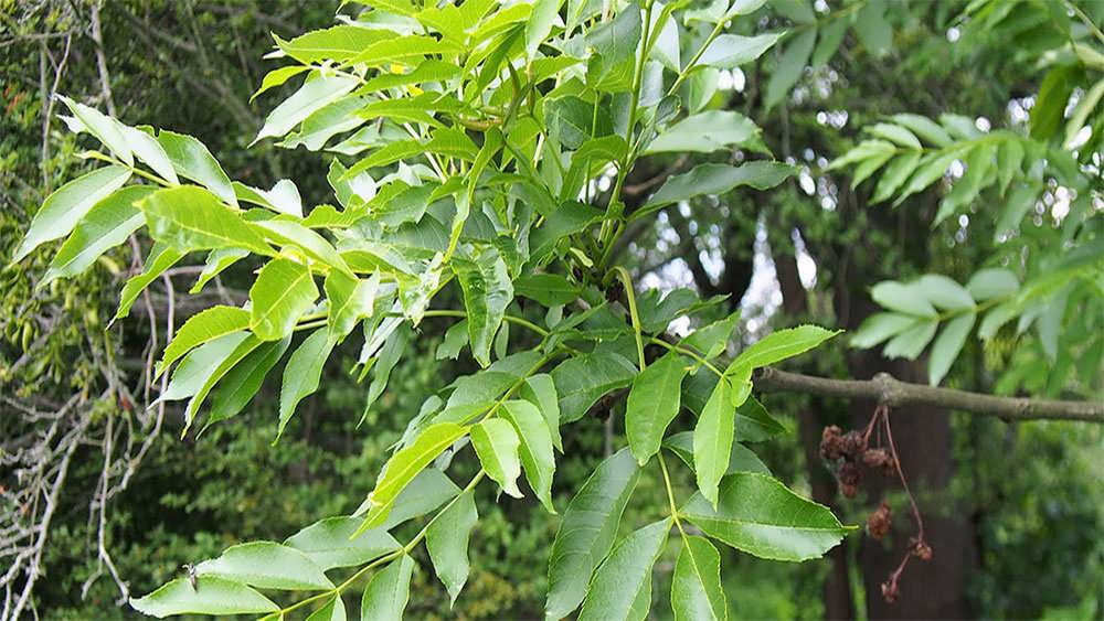 برگهای درخت زبان گنجشک