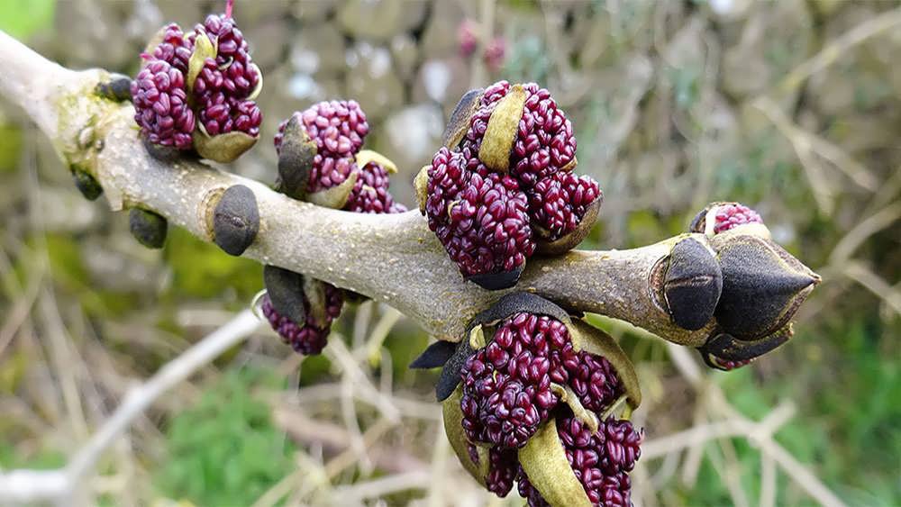 بذرهای درخت زبان گنجشک