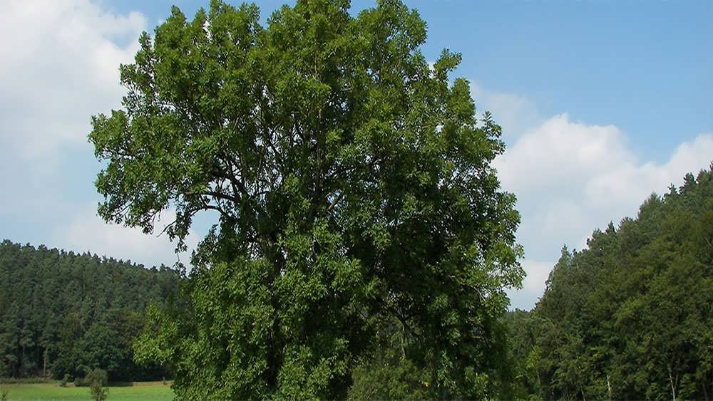 درخت زبان گنجشک