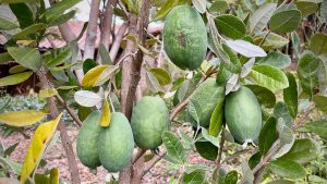 معرفی درخت فوجیا