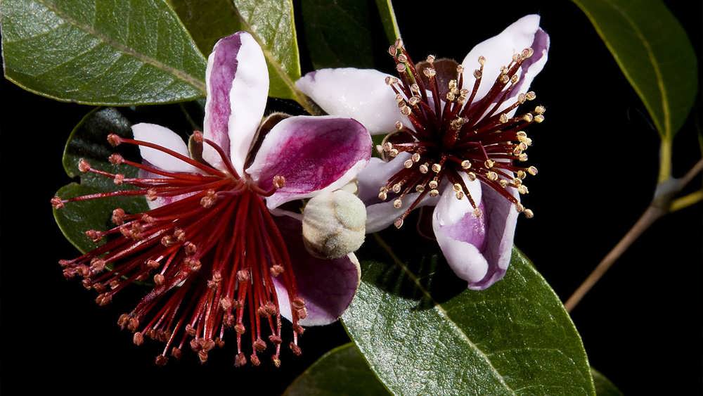 شکوفه درخت فوجیا