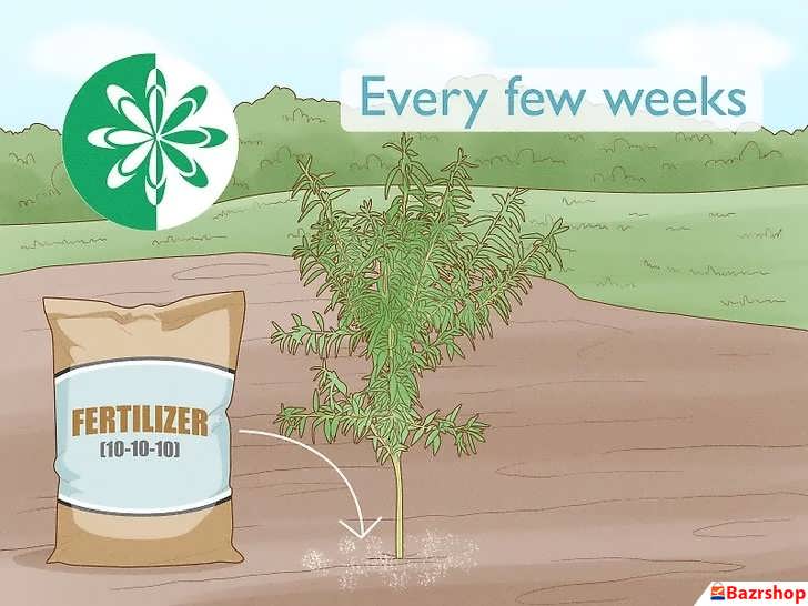 کوددهی درخت بادام