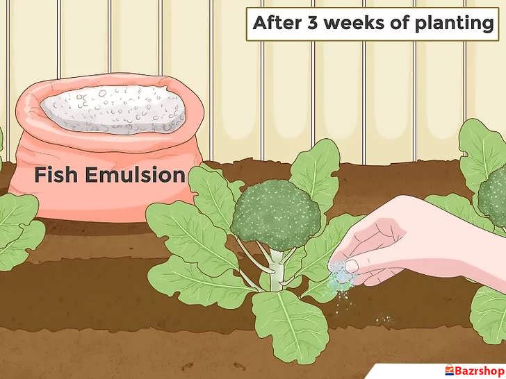 کوددهی گیاهان بروکلی