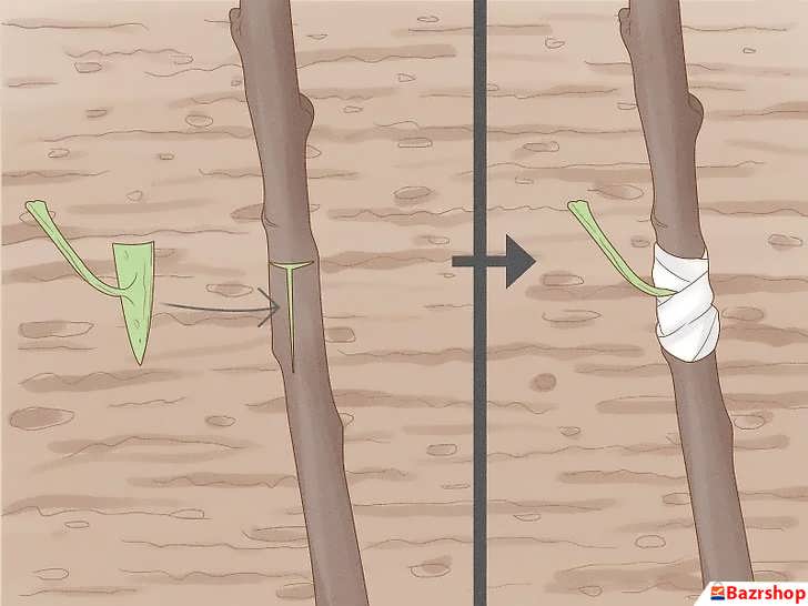 پیوند دادن درخت بادام