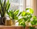 پس زمینه گیاهان آپارتمانی
