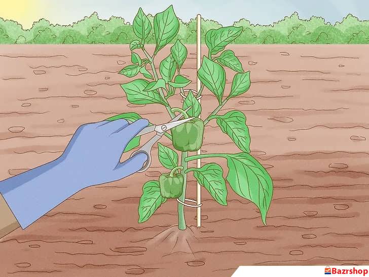 برداشت فلفل دلمه ای