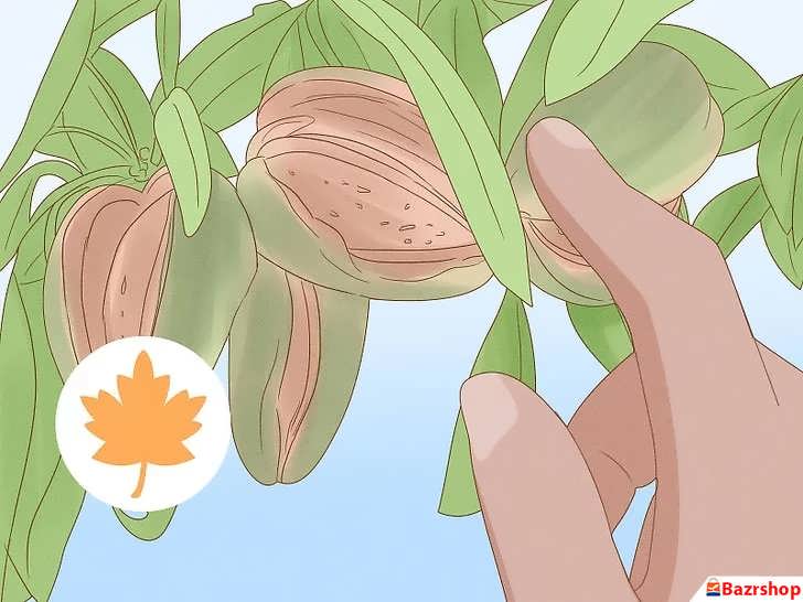 برداشت بادام