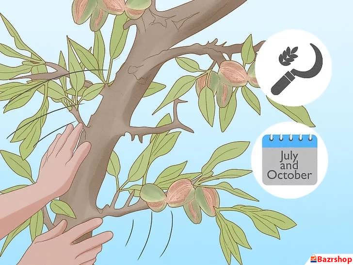 برداشت بادام های رسیده