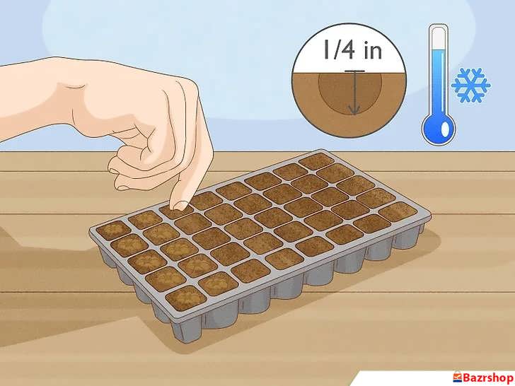 کاشت دانه فلفل سیاه در محیط داخلی