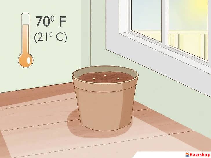 نگهداری بذر فلفل دلمه ای سبز در محیط گرم