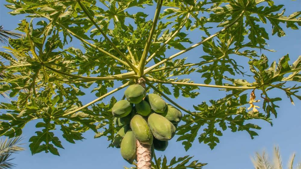 نشای پاپایا و میوه