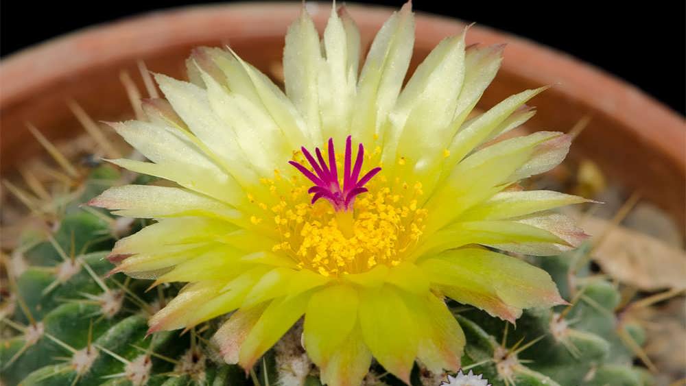 پارودیا بوئینینگی