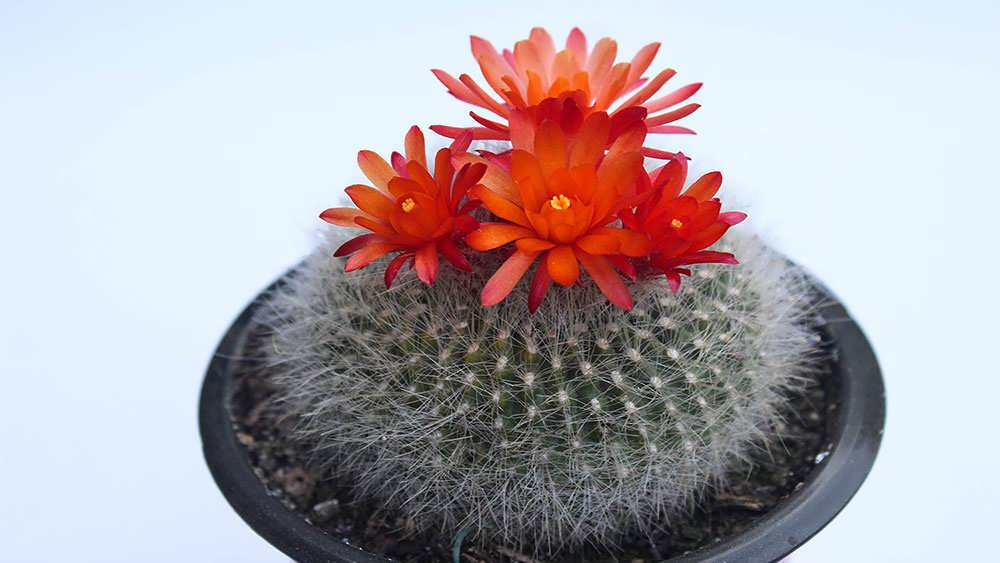 پارودیا هاسلبرگی