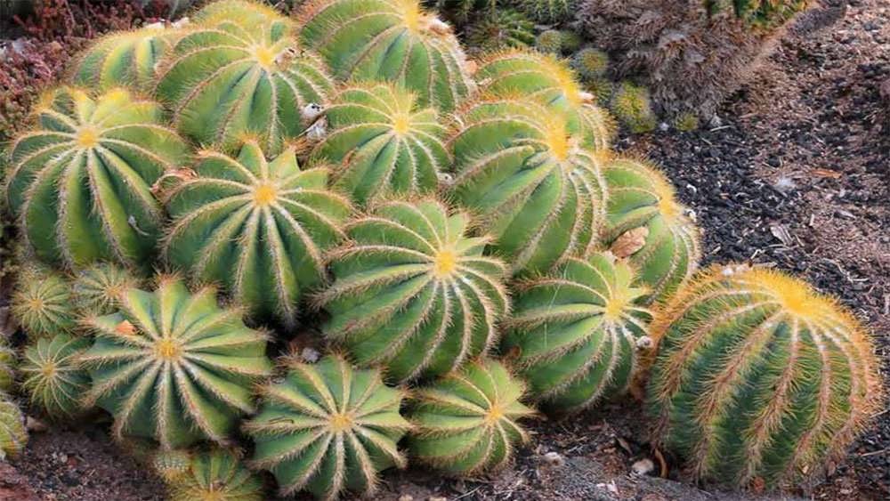 پارودیا در زمین