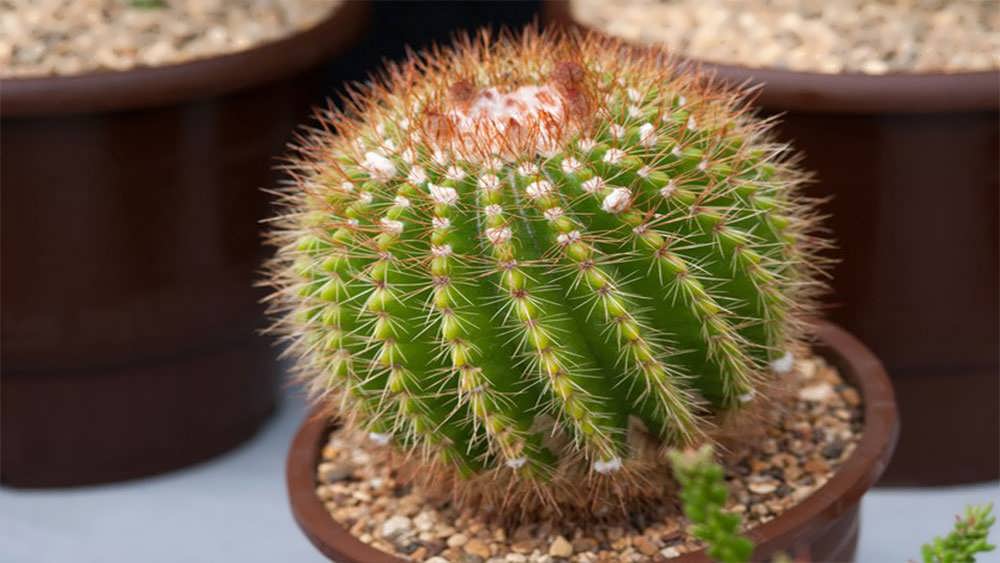 گلدان پارودیا