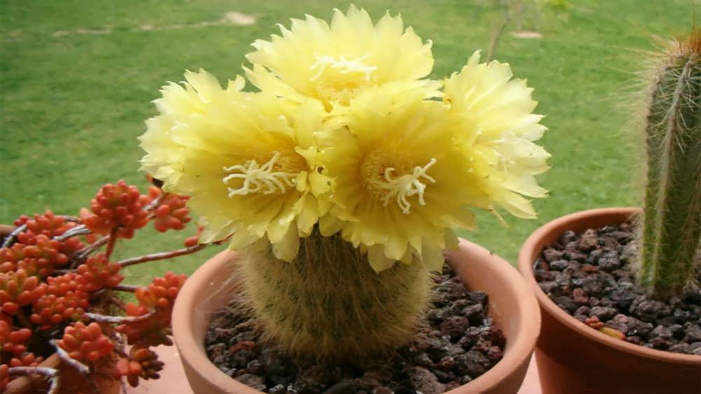 پارودیا لنینگهاسی