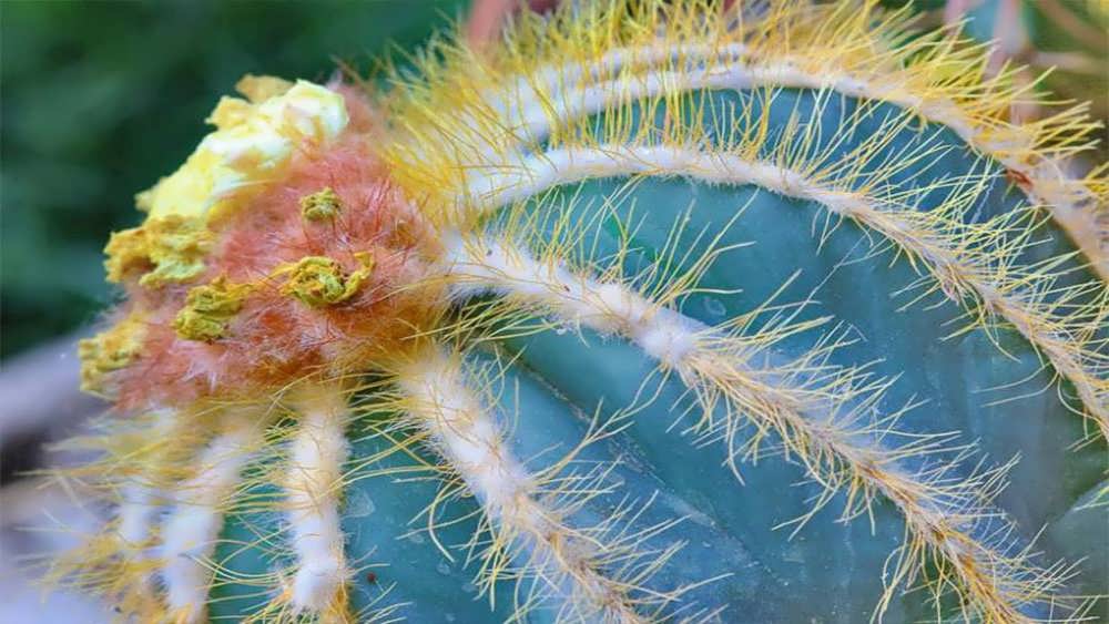 پارودیا مگنیفیکا