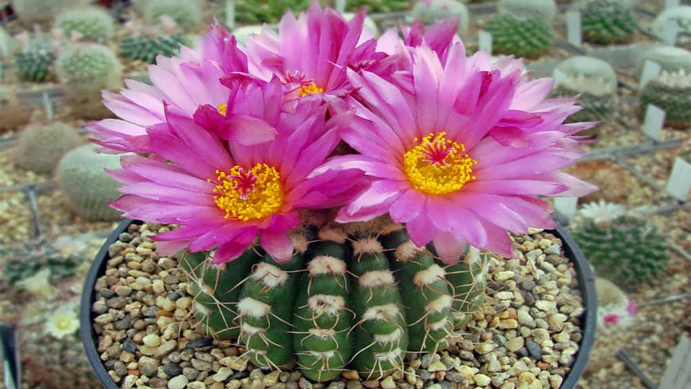 پارودیا ورنری