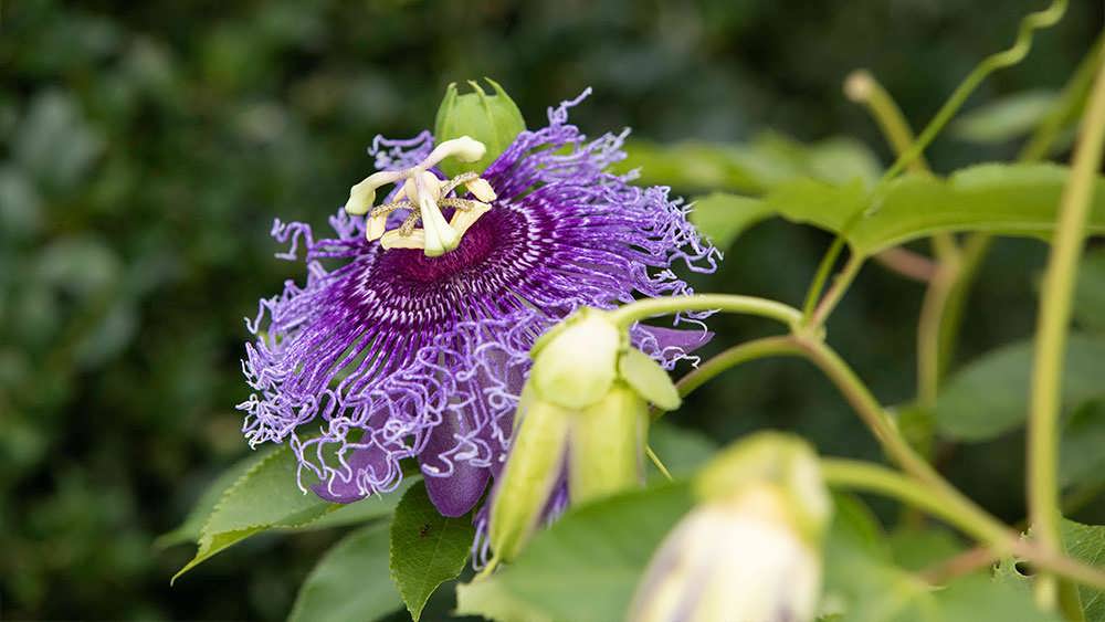 پیچ ساعتی زیبا