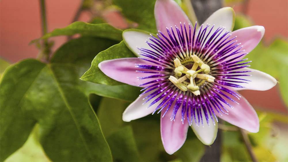 پیچ ساعتی بنفش