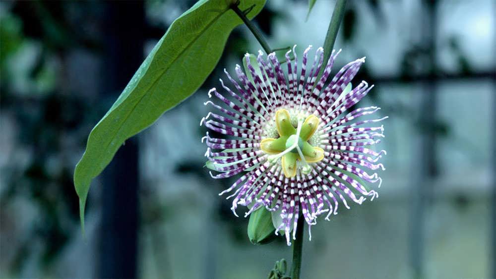 پیچ ساعتی زبرا