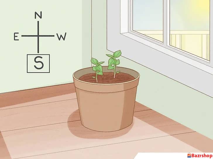 قرار دادن نهال فلفل دلمه ای سبز روی پنجره جنوبی