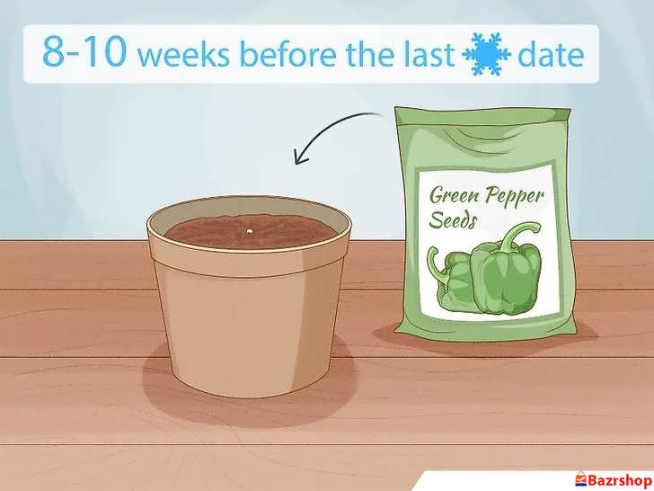 کاشت فلفل دلمه ای سبز قبل از آخرین یخبندان