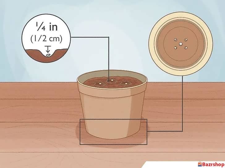 کاشت سه بذر فلفل دلمه ای سبز