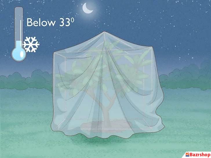 محافظت پالومریا در برابر یخبندان