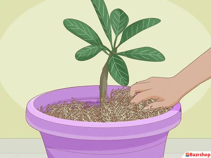 افزودن مالچ برای پالومریا