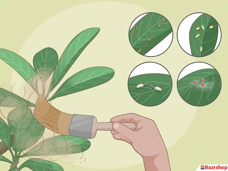 کنترل آفات پالومریا