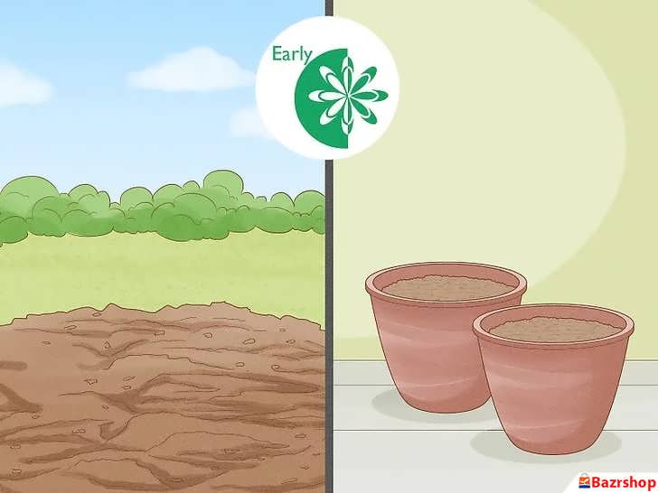 زمانِ کاشتِ پالومریا