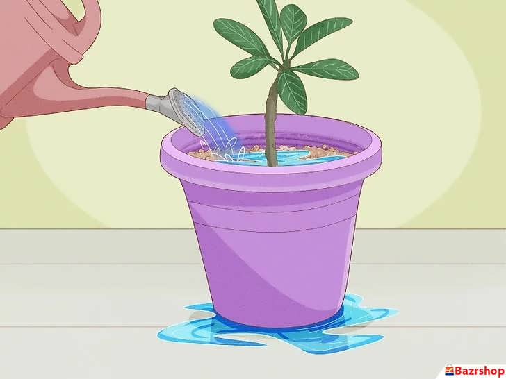 آبیاری پالومریا بعد از کاشت