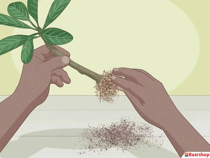 شل کردنِ ریشهٔ پالومریا