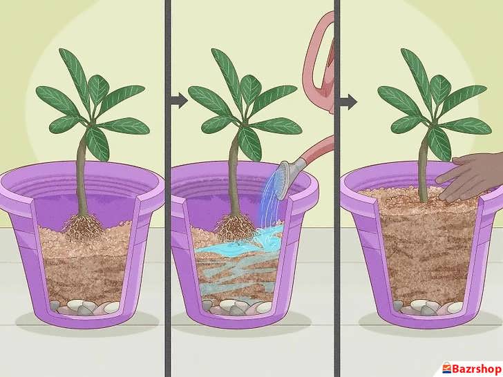 کاشت تودهٔ ریشهٔ پالومریا