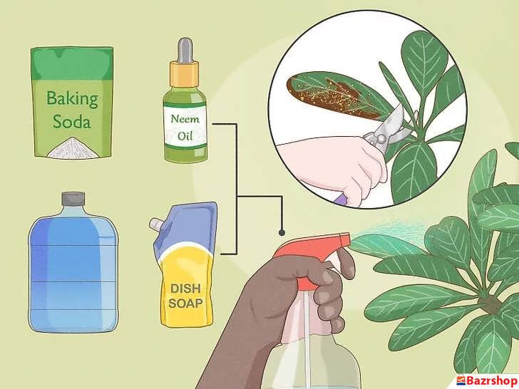 درمان زنگ زدگی پالومریا