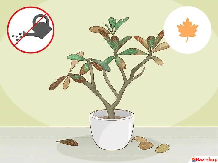 توقف آبیاری در پاییز برای پالومریا