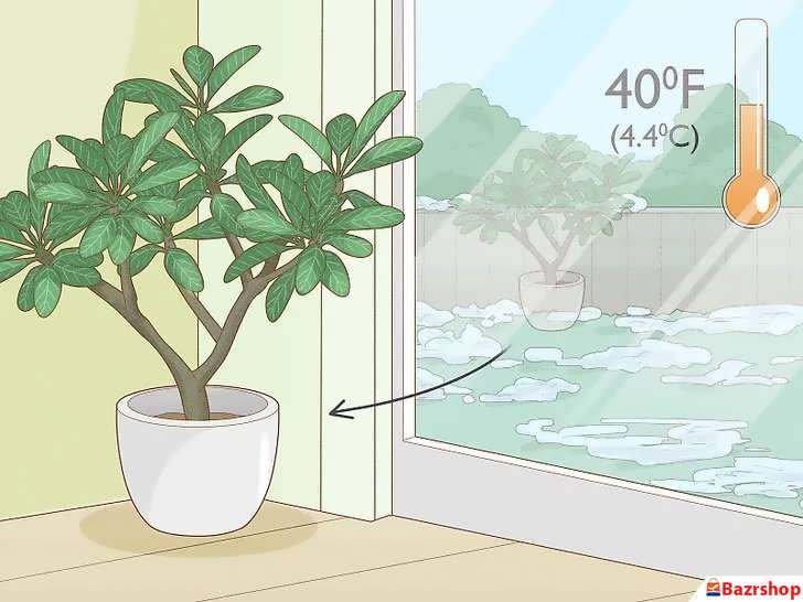 نگهداری زمستانی پالومریا