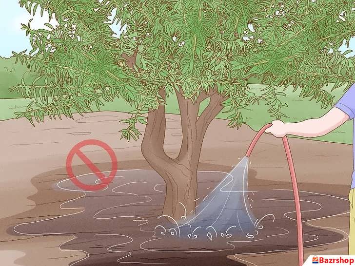 پوسیدگی ریشه