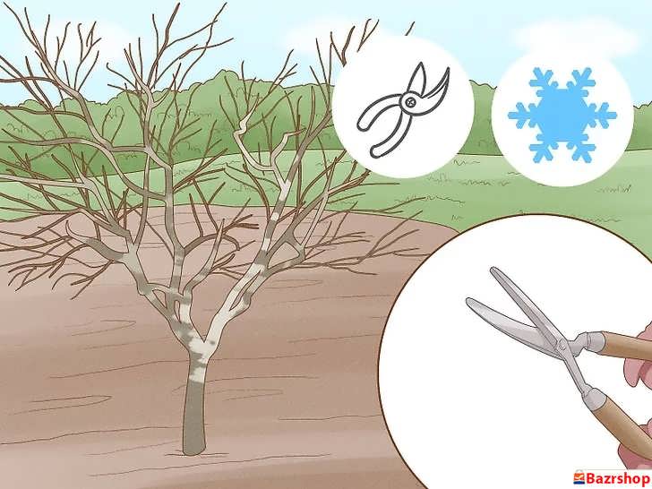 هرس درخت بادام