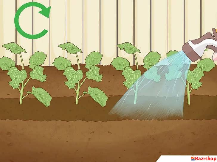 آبیاری منظم بروکلی