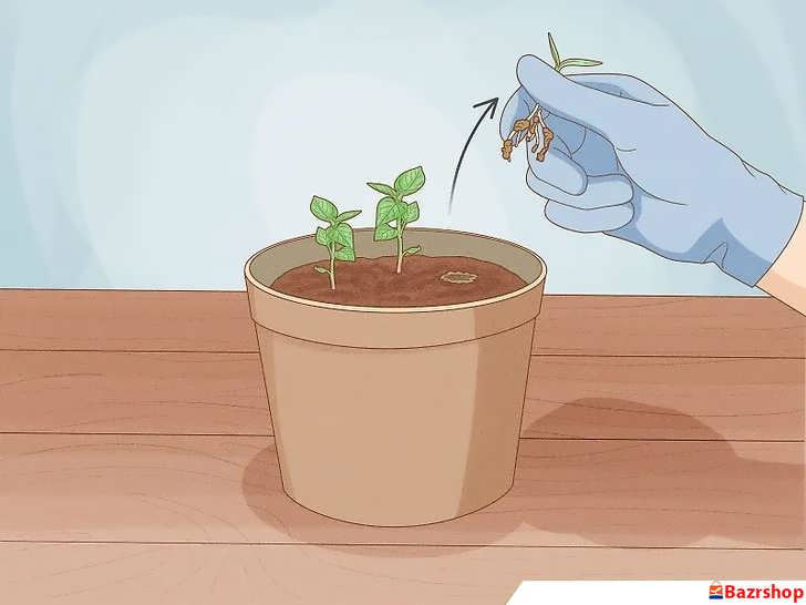 حذف نهال ضعیف فلفل دلمه ای سبز