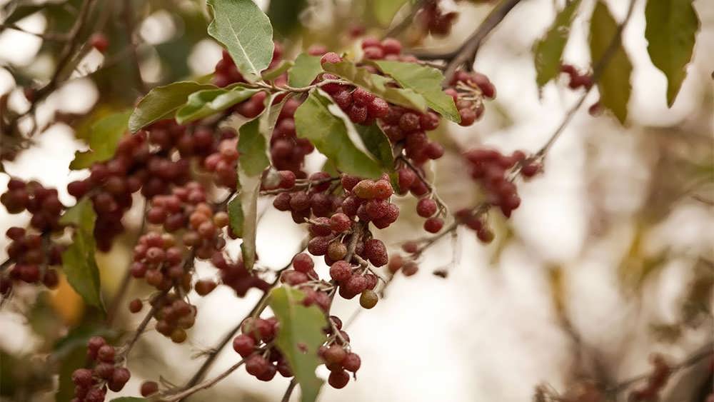 دانه های درخت سنجد