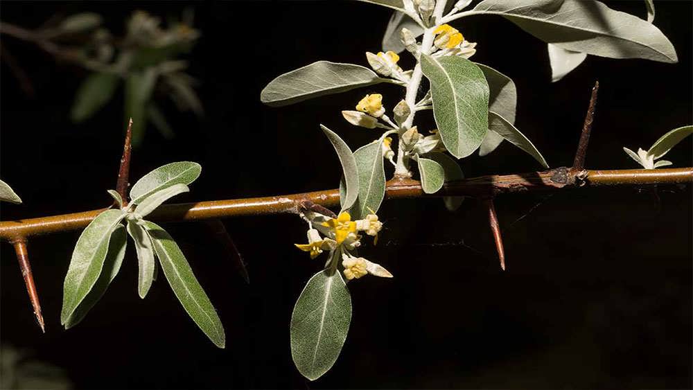 شاخه درخت سنجد