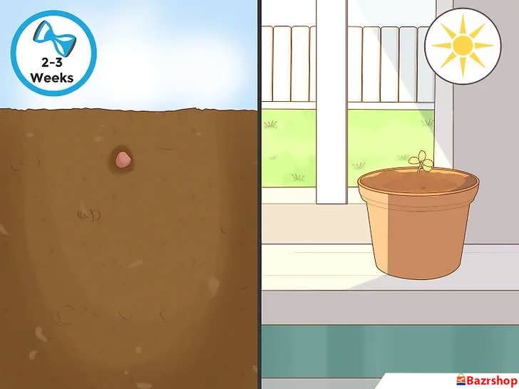 روش های کاشت بذر