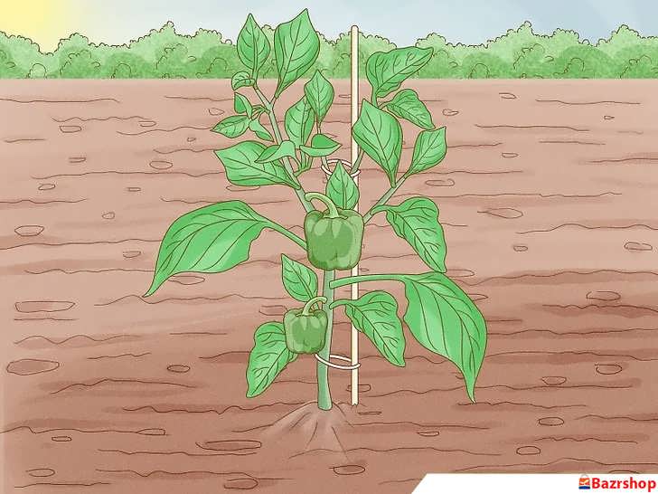 حمایت از بوته ها